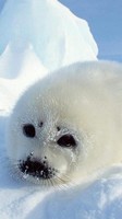 descargar wallpaper de animales